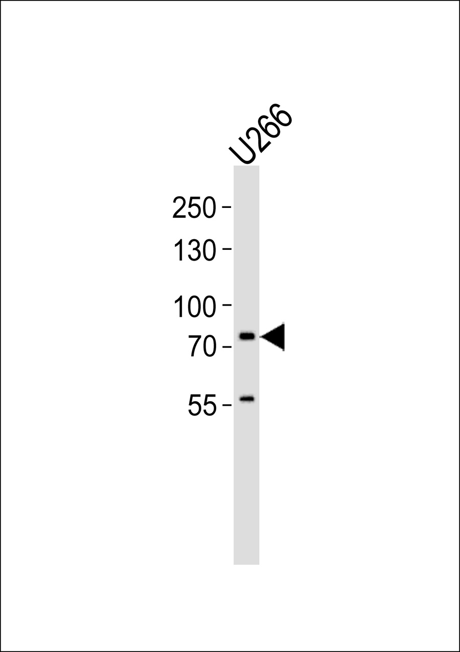 1 - MX2 Antibody AP50672