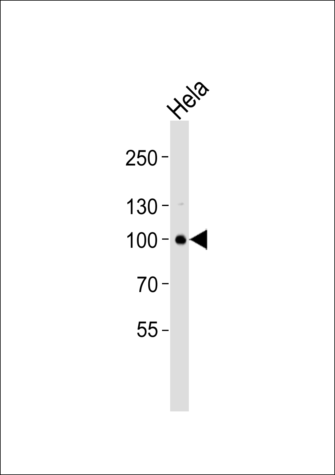 1 - PDXDC1 Antibody AP50764