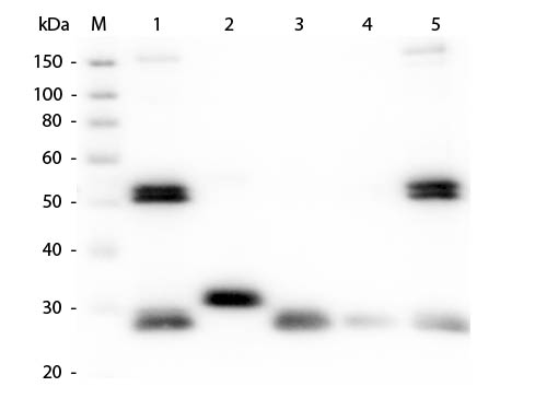 1 - Anti-Rat IgG (H&L)  (Rhodamine Conjugated) Pre-Adsorbed Secondary Antibody ASR2592