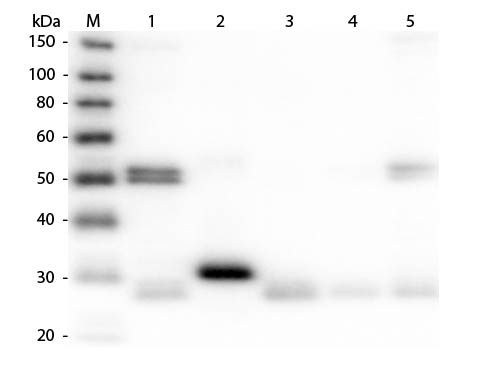 1 - Anti-Rat IgG (H&L)  (Rhodamine Conjugated) Pre-Adsorbed Secondary Antibody ASR2593