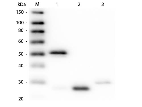 1 - Anti-Rabbit IgG (H&L)  Pre-Adsorbed Secondary Antibody ASR2770