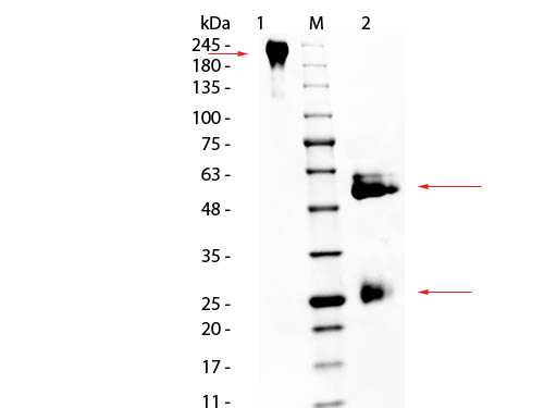 1 - Horse IgG (BULK ORDER) ASR3573
