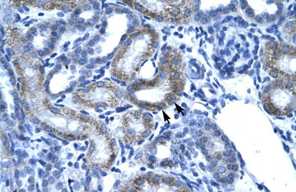 2 - SSBP2 antibody - N-terminal region AI10031