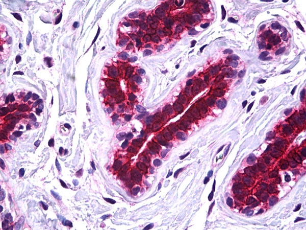 2 - SSBP2 antibody - N-terminal region AI10031