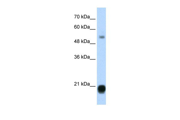 1 - CBX3 antibody - middle region AI10144