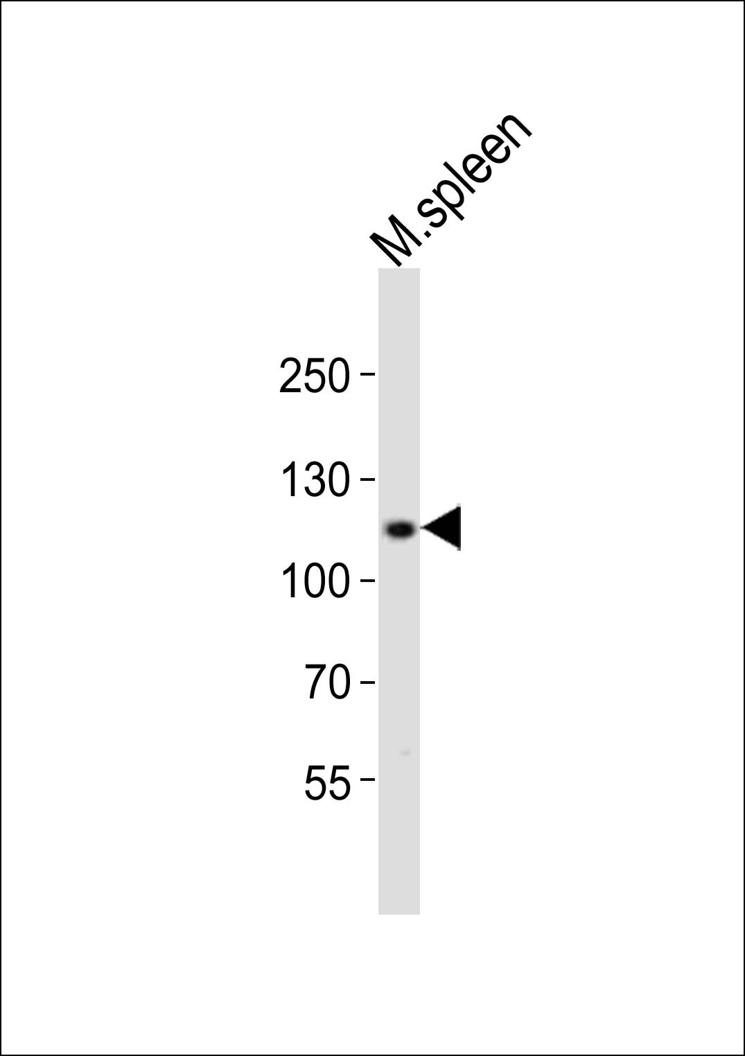 1 - MOUSE Bcar3 Antibody (C-term) AP20947c
