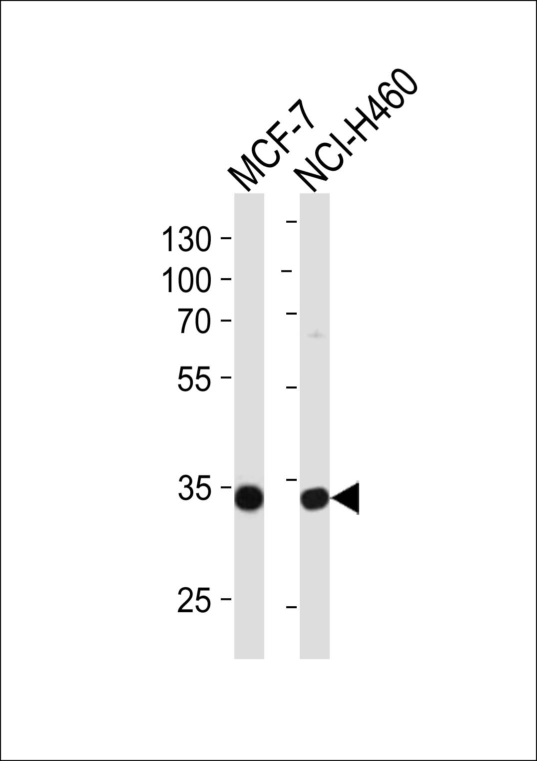 1 - TAZ Antibody (N-term) AP8803a