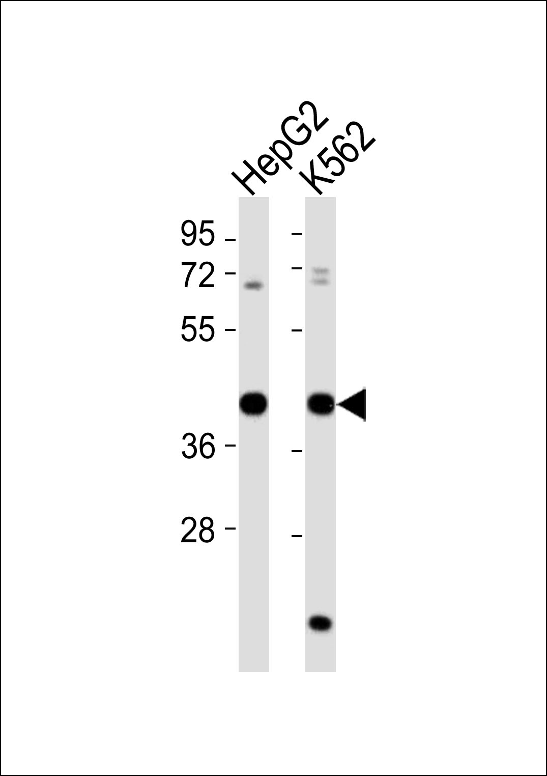 1 - MRPS35 Antibody AP51368