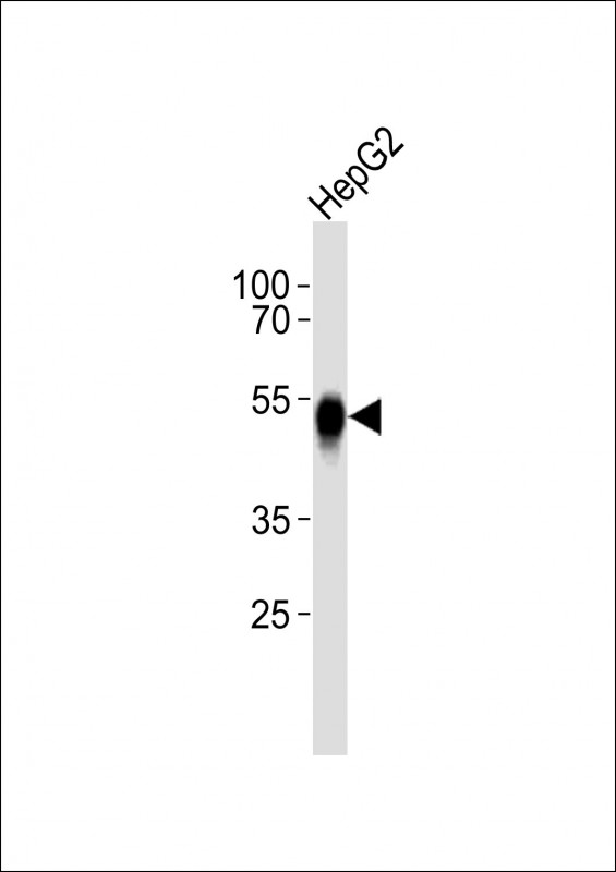 1 - ASGR2 Antibody (N-term) AP21183a