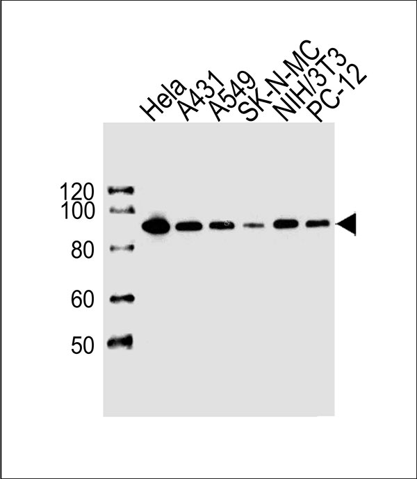 1 - HSP90 Antibody (C-term) AW5028