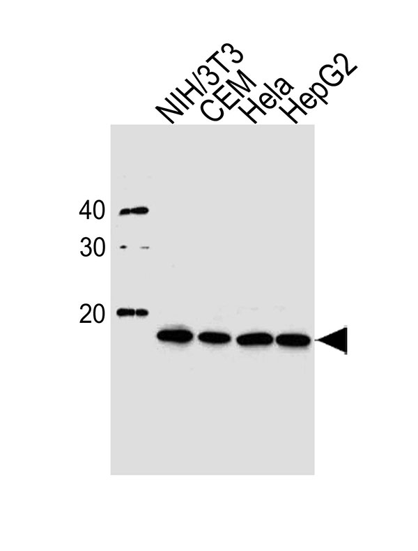 1 - HIST1H2AG Antibody (Center) AW5129