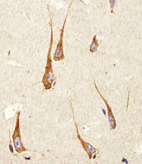 14 - PDIA6 Antibody (Center K159) AW5167