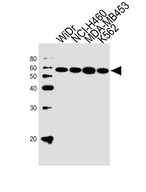 1 - NPIPL2 Antibody (C-term) AW5185