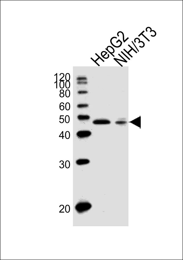 1 - EBP1 Antibody (Center) AW5271