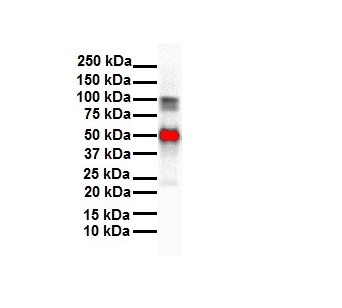 1 - SLC26A3 antibody - middle region AI10251