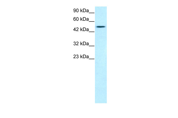 1 - TBX19 antibody - N-terminal region AI10348