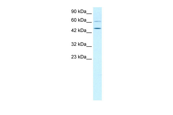 1 - TBX19 antibody - middle region AI10349