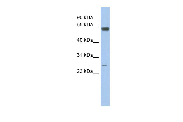 1 - TAF5L antibody - middle region AI10381
