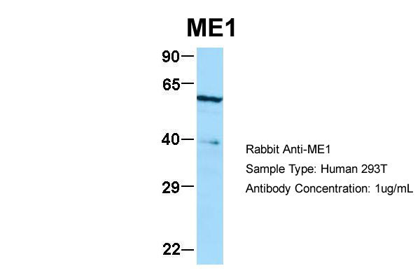1 - ME1 antibody - N-terminal region AI10418
