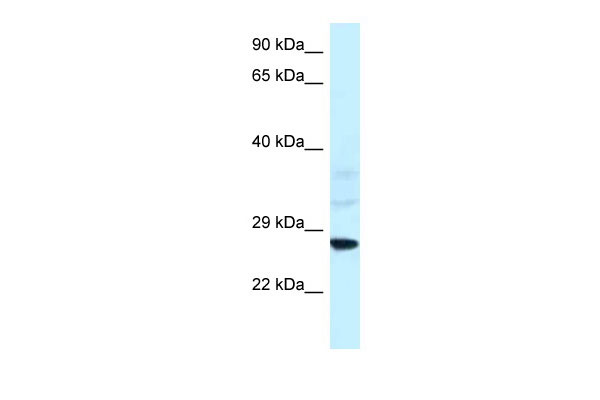 1 - Snf8 antibody - N-terminal region AI10426