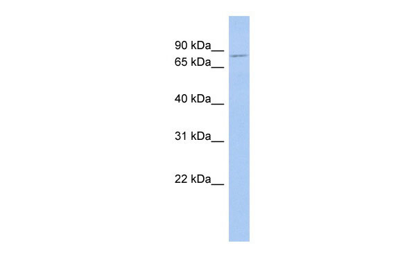 1 - PCSK1 antibody - middle region AI10567