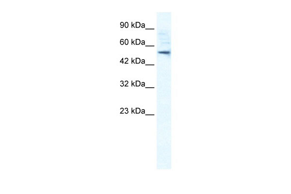 1 - SMPDL3B antibody - N-terminal region AI10573