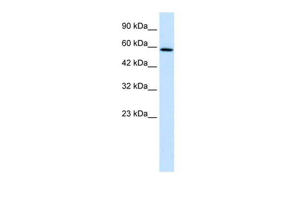 1 - TBC1D10B antibody - C-terminal region AI10680