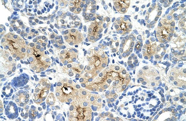2 - TAF6 antibody - N-terminal region AI10708