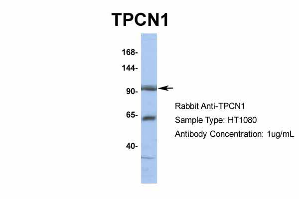 1 - TPCN1 antibody - N-terminal region AI10812