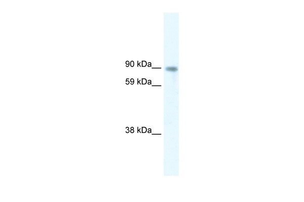 1 - STAT5B antibody - middle region AI11136