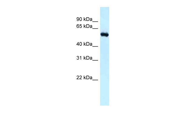 1 - Rbbp5 antibody - N-terminal region AI11428