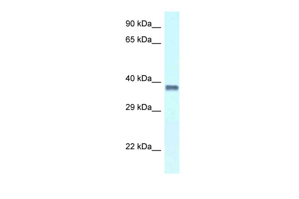 1 - Pura antibody - C-terminal region AI11443