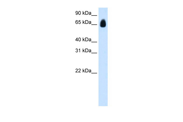 1 - TRIM32 antibody - C-terminal region AI11478