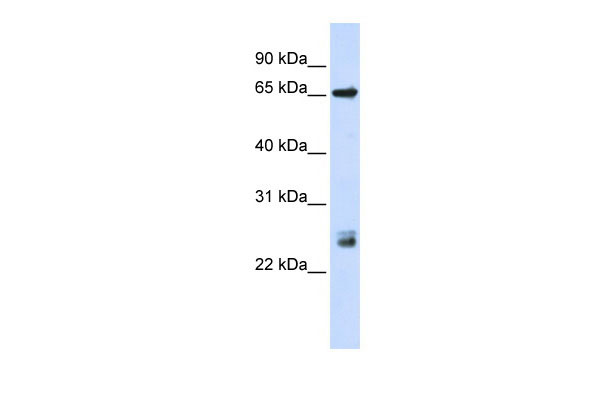 1 - TRIM8 antibody - N-terminal region AI11598