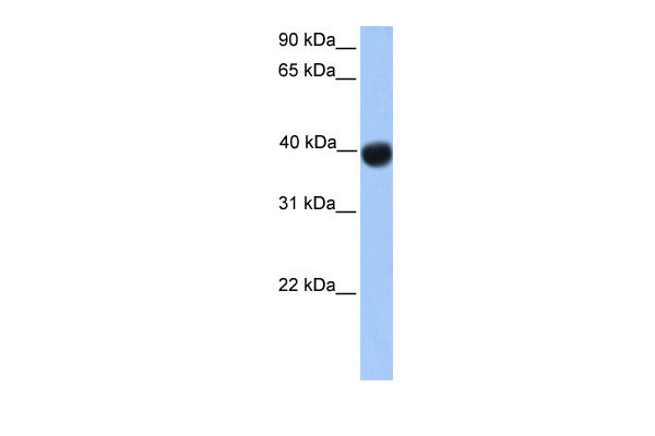 1 - SSBP4 antibody - N-terminal region AI11605
