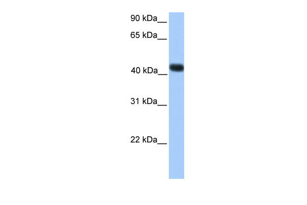 1 - SSBP4 antibody - C-terminal region AI11606