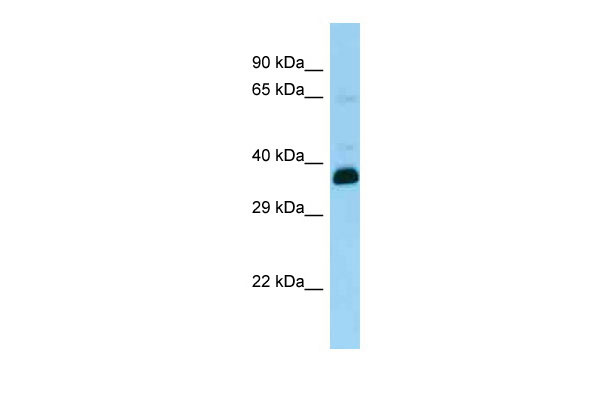 1 - Snupn antibody - N-terminal region AI11772