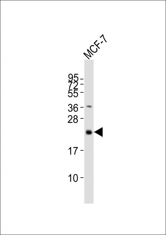 1 - CD9 Antibody (Center) AP1482D