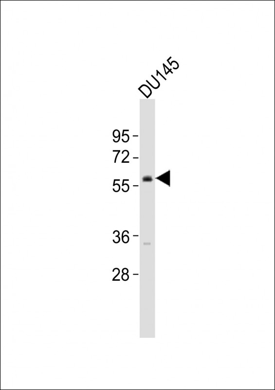 1 - VANGL2 Antibody (C-Term) AP21414b