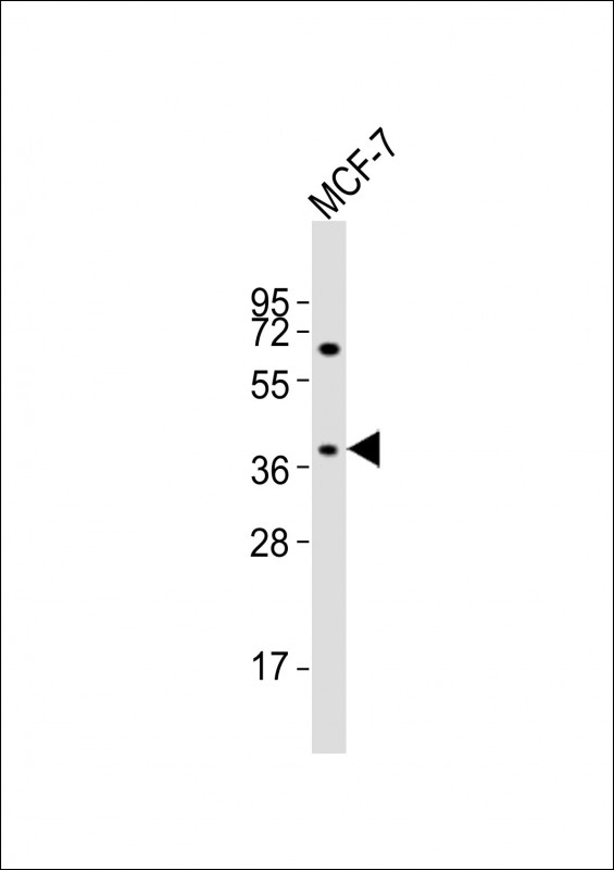 1 - OR11H4 Antibody (C-term) AP21433b