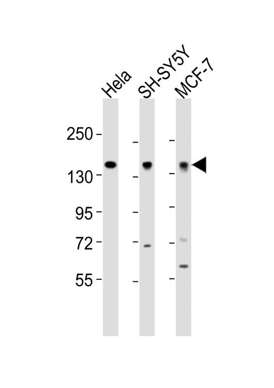 1 - MAML2 Antibody (Center) AP21469c