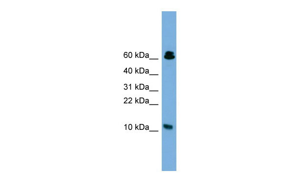 1 - SUPT4H1 antibody - middle region AI12070