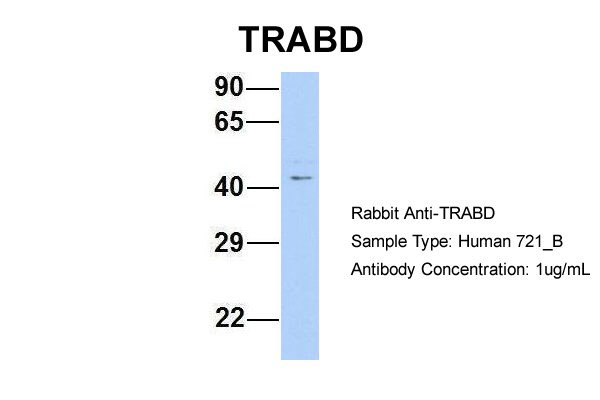 1 - TRABD antibody - middle region AI12133