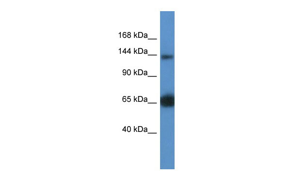 1 - Rapgef2 antibody - middle region AI12152