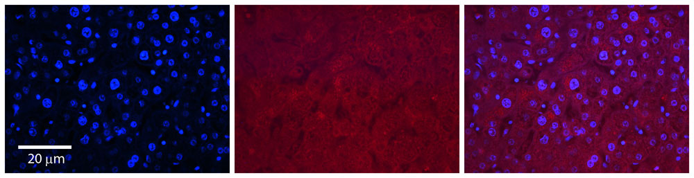 2 - SLC37A4 antibody - middle region AI12325