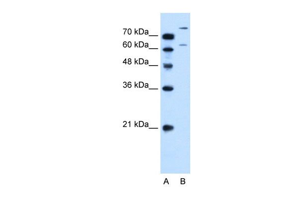 1 - SLC26A1 antibody - C-terminal region AI12365