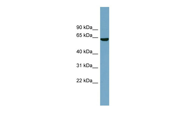 1 - SLC5A8 antibody - middle region AI12377