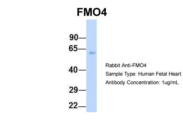 1 - FMO4 antibody - N-terminal region AI12555