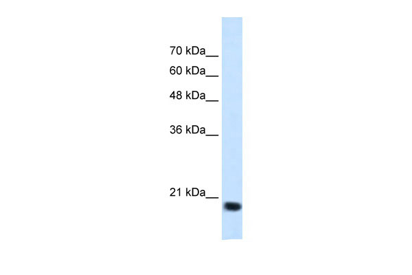 1 - SSR2 antibody - N-terminal region AI12577