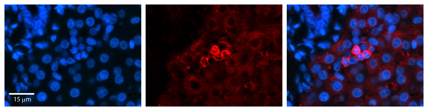 2 - SHMT2 antibody - C-terminal region AI12656